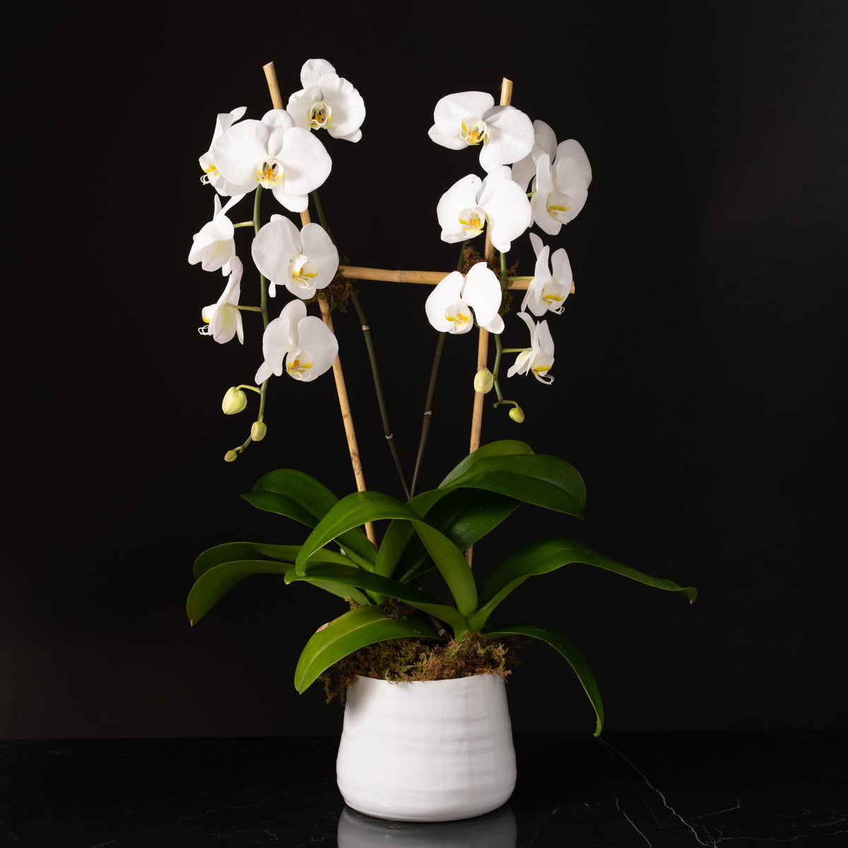 Orchid Planter - Single