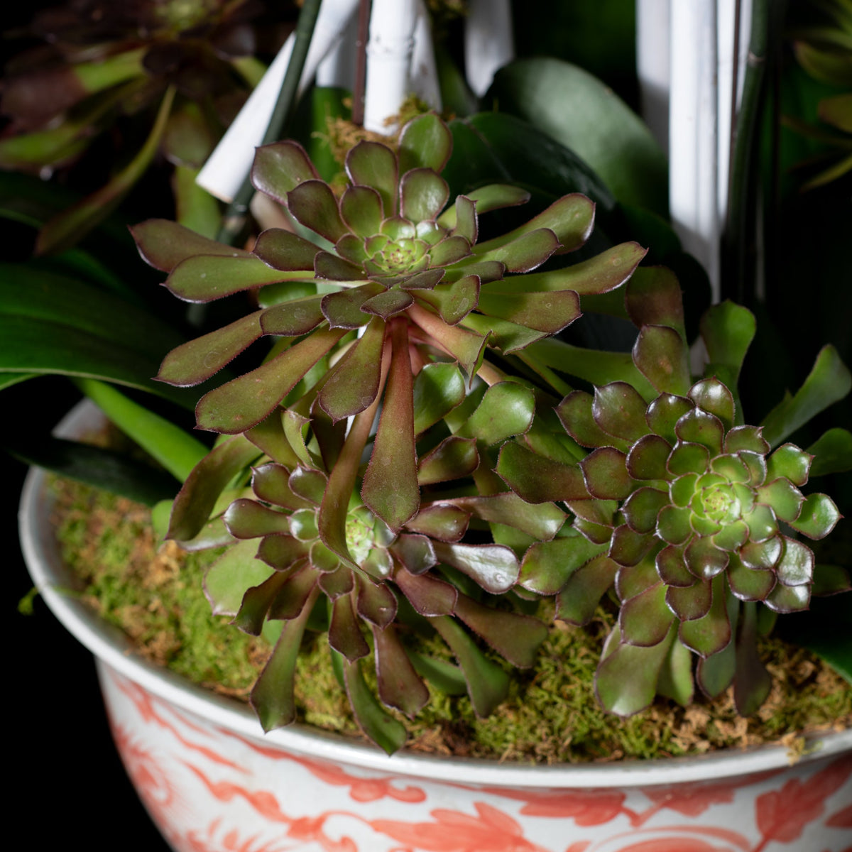 LARGE ORCHID PLANTER - RED CRANE