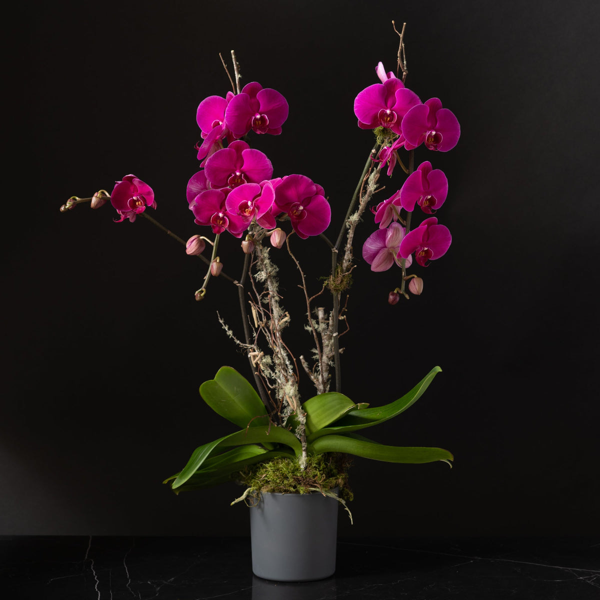 Orchid Planter - Single