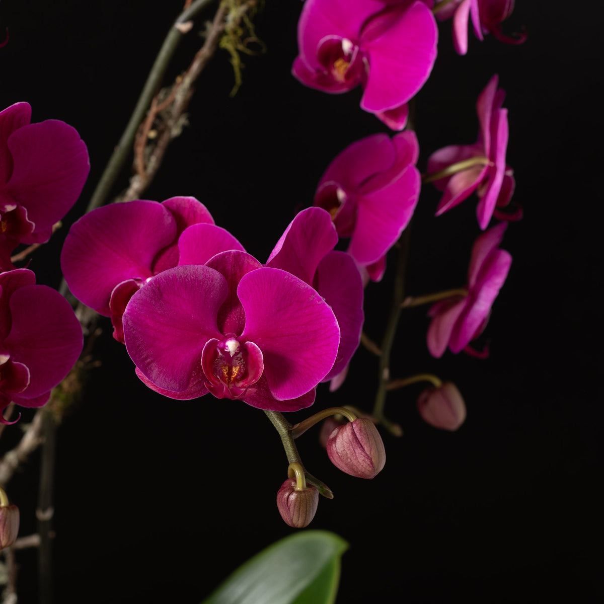 Orchid Planter - Single