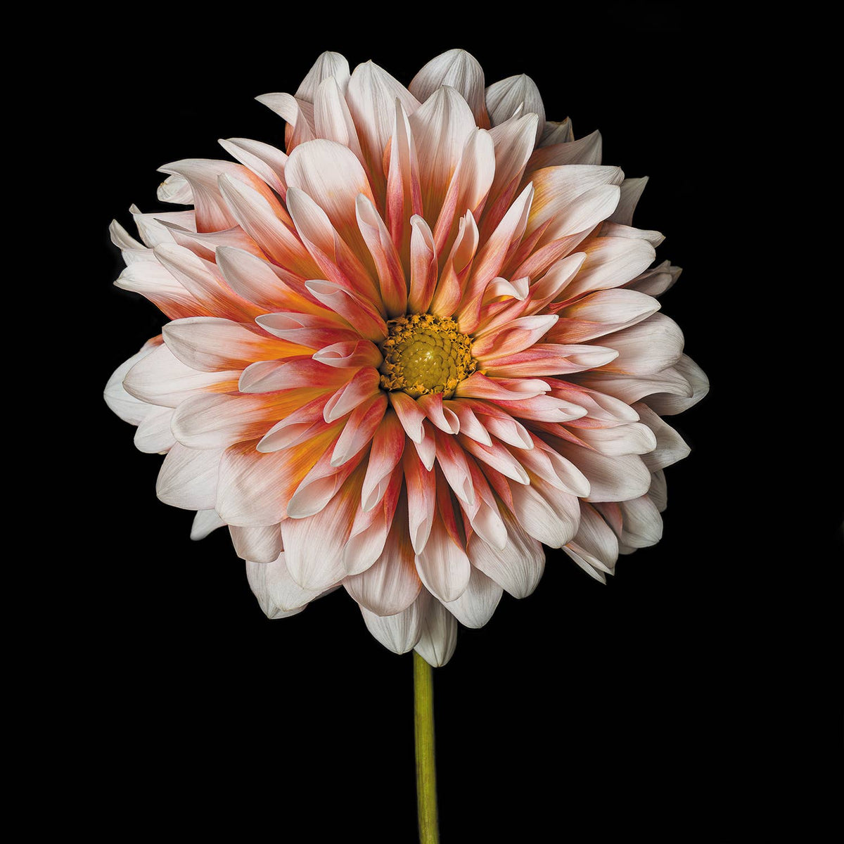 Dahlia  PERFECTION Lux Floral  Greeting Card