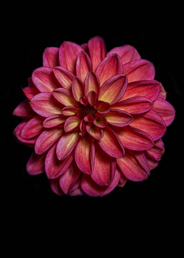 Dahlia Happy Sun | NEW