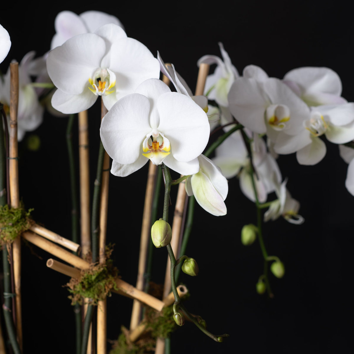 LARGE ORCHID PLANTER - BLUE CRANE