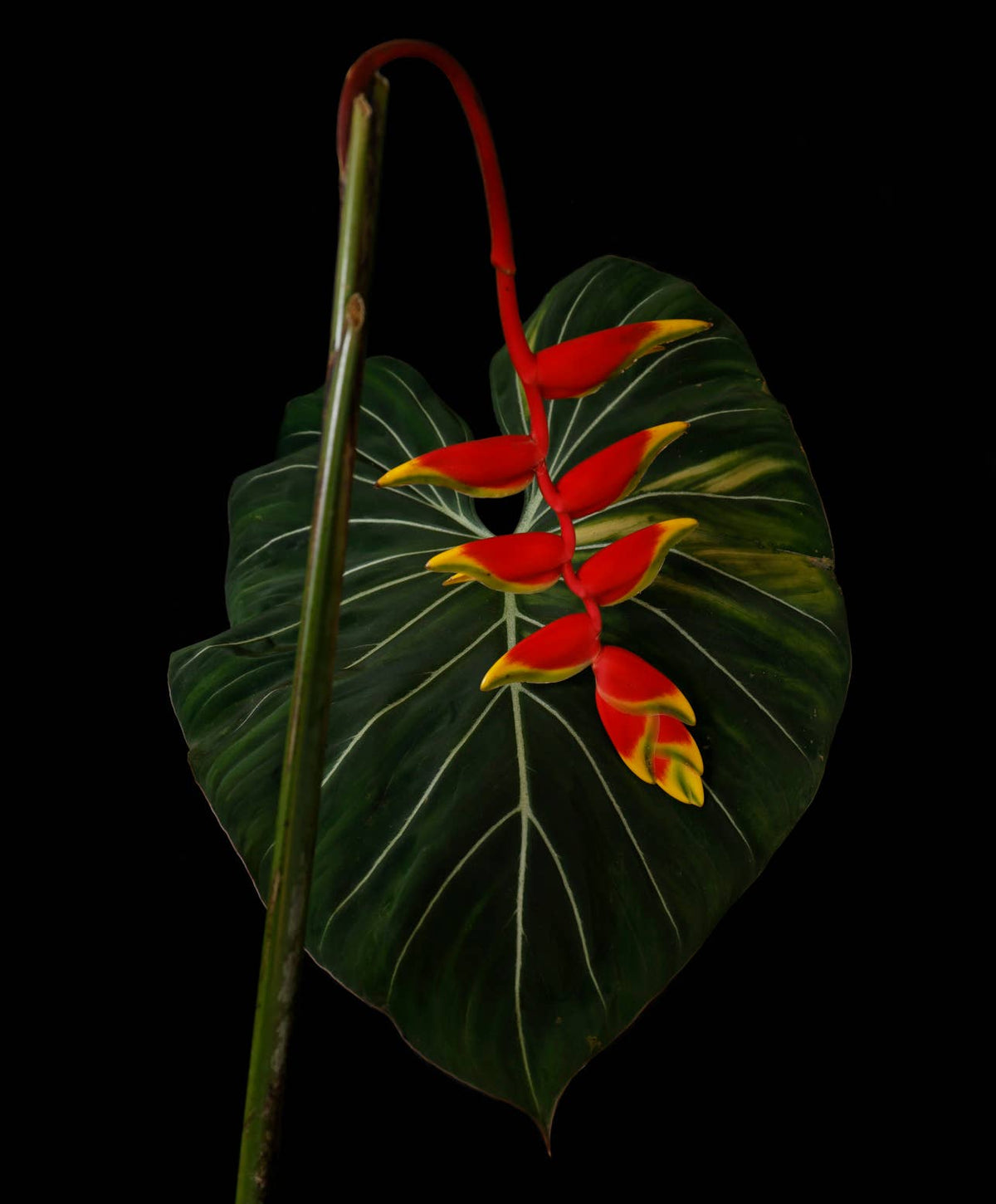  • Heliconia • Tropical Caribbean Botanical Greeting Card 